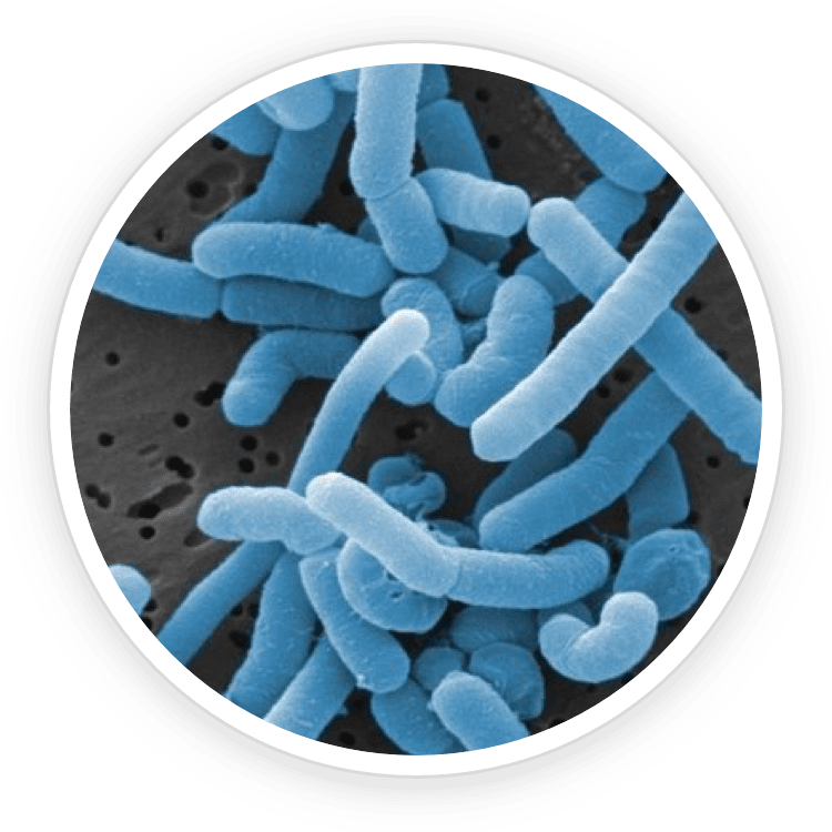 Lactobacillus Paracasei Probiotic for gums