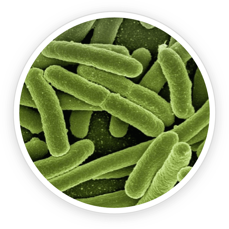 B.lactis BL-04 Probiotic for oral flora