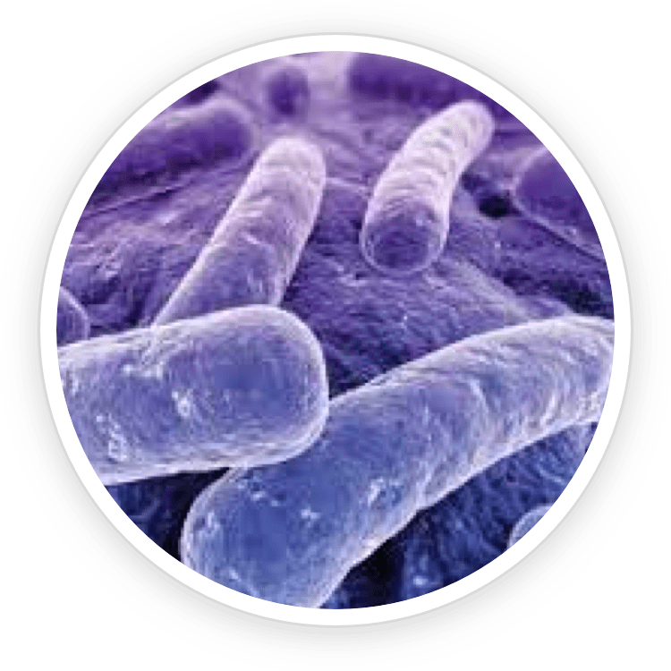 Lactobacillus Reuteri Probiotic for oral inflammation